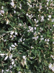 Astragalus tragacantha