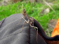 Empusa pennata