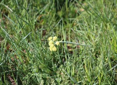 Lomatium nudicaule