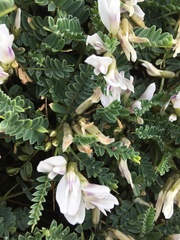 Astragalus tragacantha