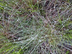 Lachnocaulon