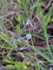 Lachnocaulon