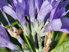 Caryopteris mongholica