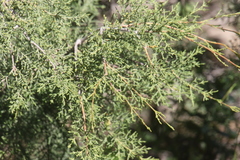 Cupressus forbesii