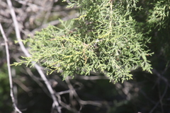 Cupressus forbesii