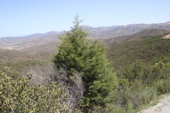 Cupressus forbesii