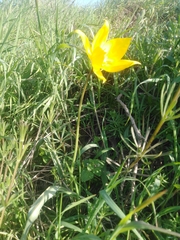 Tulipa sylvestris