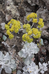 Eriogonum crocatum