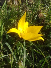 Tulipa sylvestris