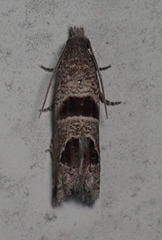 Pelochrista costastriata