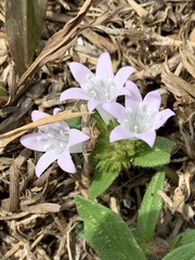 Richardia grandiflora