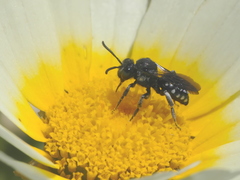 Ammobates oraniensis