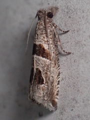 Pelochrista costastriata