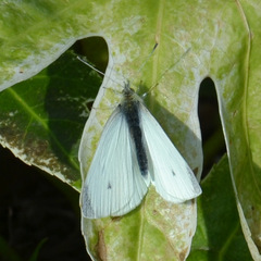 Pieris rapae
