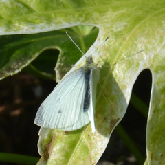 Pieris rapae