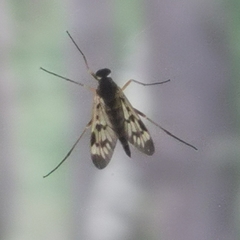 Rhagio atlanticus