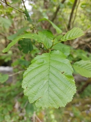 Alnus lusitanica