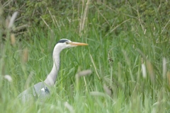 Ardea cinerea