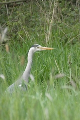 Ardea cinerea