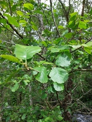 Alnus lusitanica