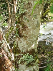 Alnus lusitanica