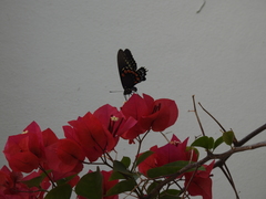 Battus philenor acauda