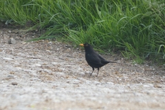 Turdus merula