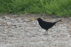 Turdus merula