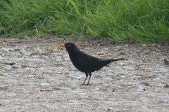 Turdus merula