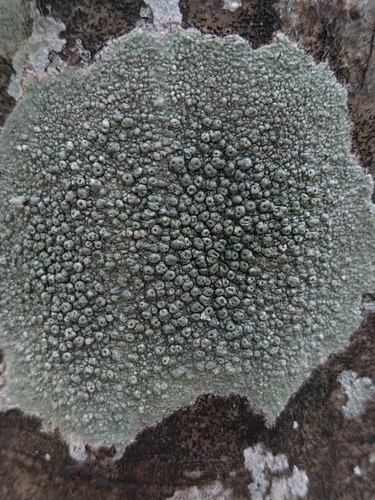 Pertusaria pertusa