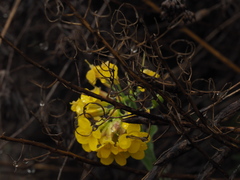 Alyssoides utriculata