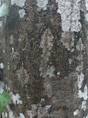 Pseudoschismatomma rufescens