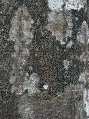 Pseudoschismatomma rufescens