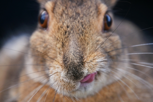 Snowshoe Hare photographed in Vermont