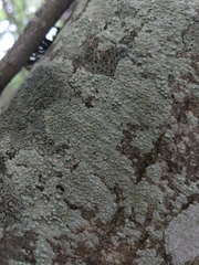 Pertusaria hymenea