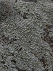 Pertusaria hymenea