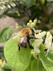 Bombus