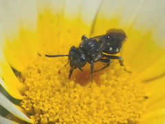 Ammobates oraniensis