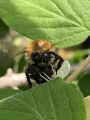 Bombus