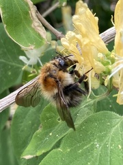 Bombus