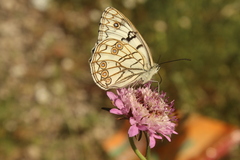 Melanargia arge