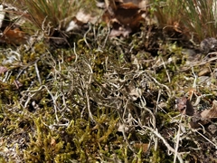 Cladonia glauca