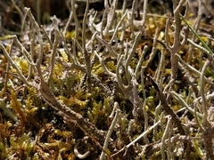 Cladonia glauca