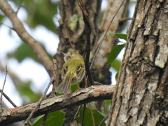 Atalotriccus pilaris