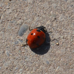 Coccinella septempunctata