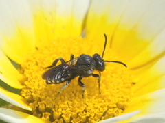 Ammobates oraniensis