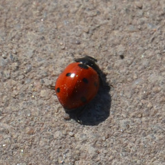 Coccinella septempunctata