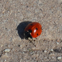 Coccinella septempunctata
