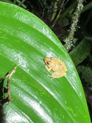 Pristimantis altamnis