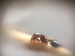 Crematogaster wroughtonii